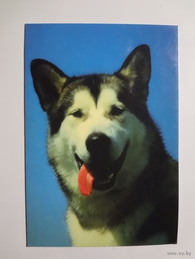 Календарик 1998 г. Жарко.