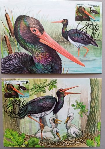 Черный аист. Картмаксимум, серия, 2026