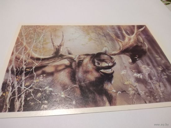 Открытка 1989г. Чистая. Лось. Художник А. Исаков.