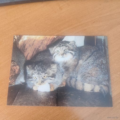 Открытка коты манулы.