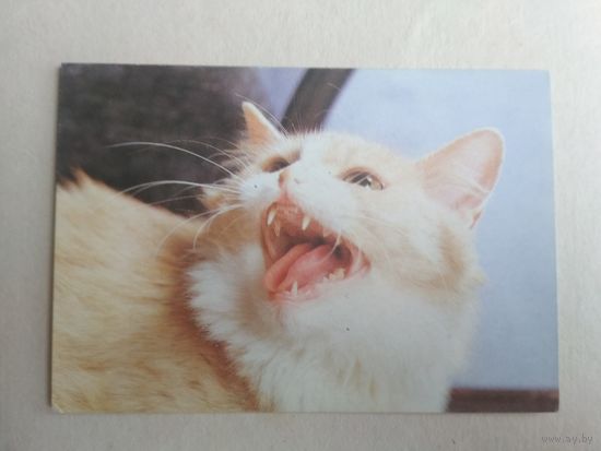 Карманный календарик.Кошки.1995 год