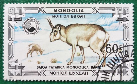 Монголия 1986. Фауна. Saiga Tatarica Mongolica