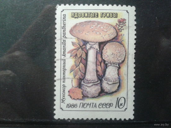 1986 Мухомор пантерный