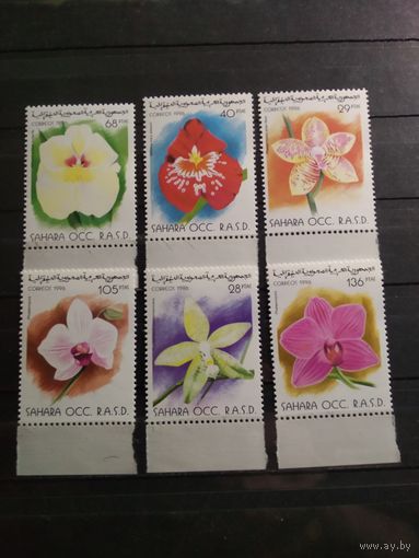 Сахара 1996 г. Цветы.