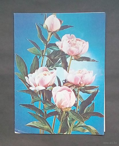 Открытка СССР- 1985-Двойная-подписана.
