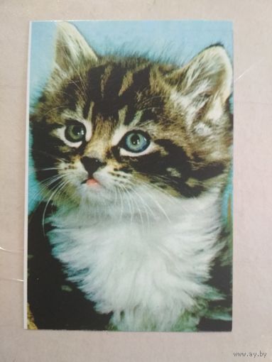 Карманный календарик. Кошки . 1996 год