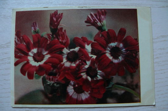 Шагин И., Цинерария; 1962, подписана.