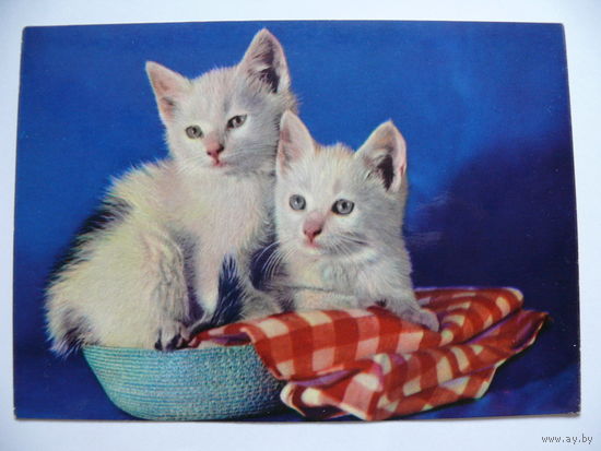 Кошки (5), 1968, ГДР, чистая (кот).
