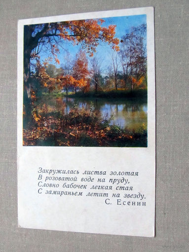 С012-5242 Открытка Осень Фото Стин Чистая 1968