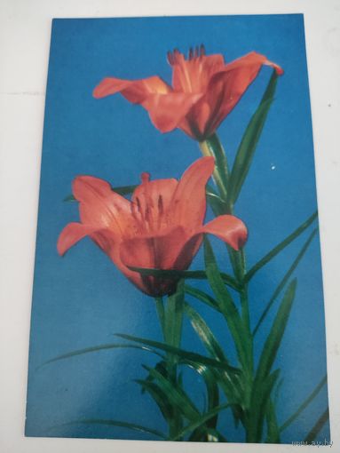 Чистая открытка "Красные лилии" 1971г, фото В.Хоменко