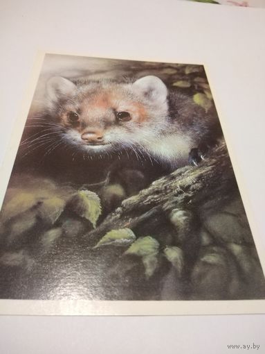 Открытка 1989г. Чистая. Лесная куница. Художник А. Исаков.