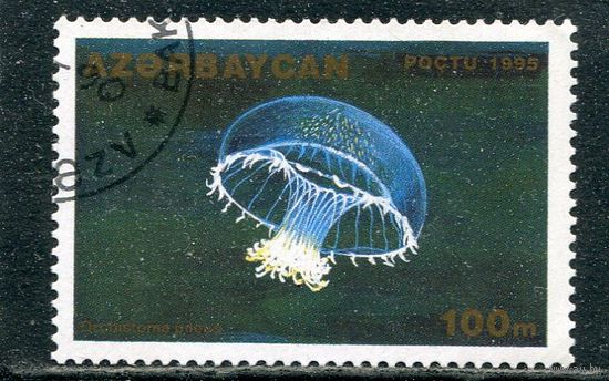Азербайджан. Морская фауна