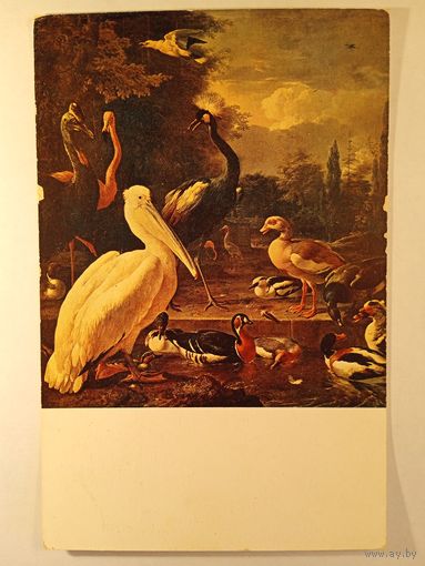 Хондекутер. Водоплавующие птицы. Издание Голландии 9 х14