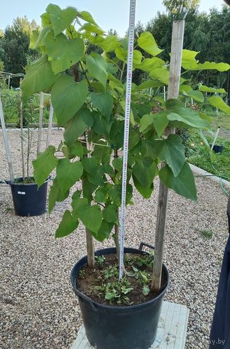 Катальпа - 3-х летние саженцы, в горшках 70, 80, 90 литров.