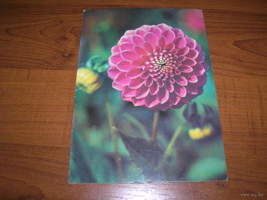 Цветы Георгина 1982 год чистая