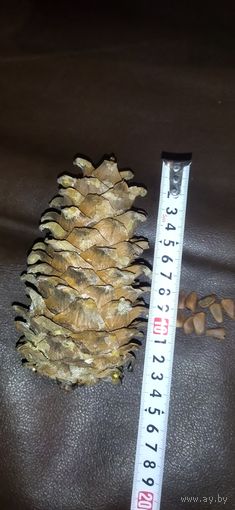 Шишка кедровая натуральная