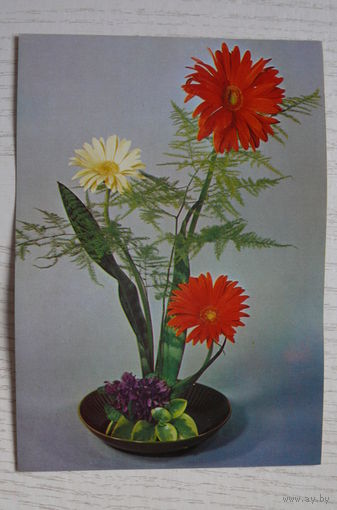 Герберы; чистая (изд. Польша).