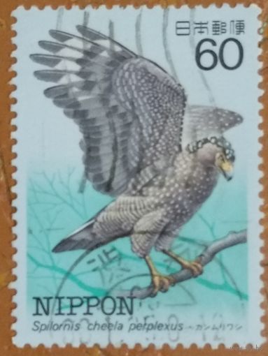 Япония. Фауна. Птицы. Spilornis cheela perplexus