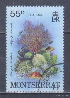 [2386] Монтсеррат 1979. Морская фауна.Кораллы и другие. Гашеная марка. 2