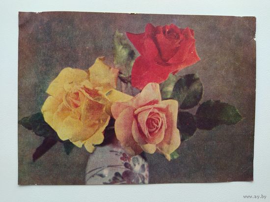 Открытка Цветы. Цветное фото Г. Самсонова. 1950-е гг. Подписана!