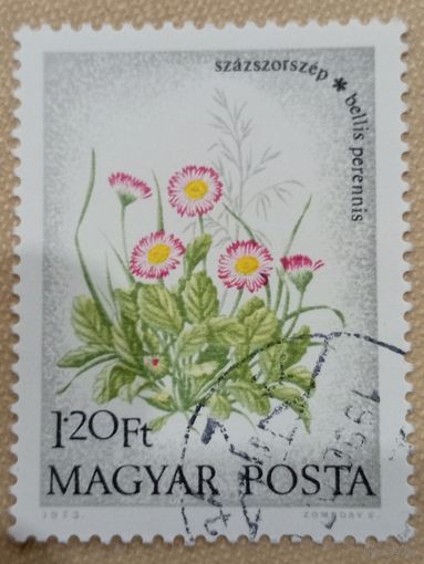 Венгрия 1973. Флора. Цветы. Bellis Perennis. Марка из серии