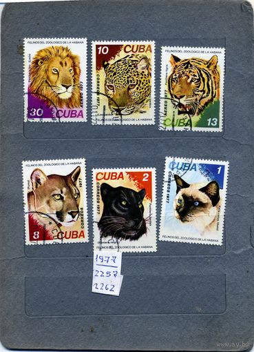 КУБА, 1977, КОШАЧЬИ, Серия 6м гашен