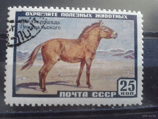 1959 Дикая лошадь Прежевальского с клеем без наклейки