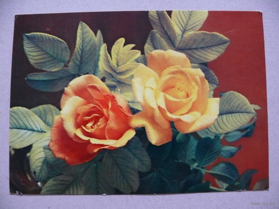 Открытка ГДР, Всех милых с днем рождения! (на немецком языке), 1974, чистая.