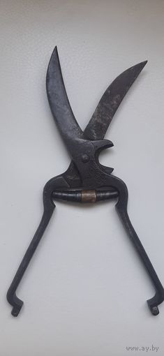 Ножницы, секатор D.R.G.M. Германия, Попугай