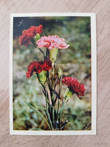 Гвоздики. 1965 год. Подписана