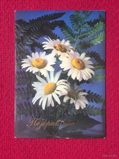 Поздравляю! Савалова. 1985 г. Чистая.