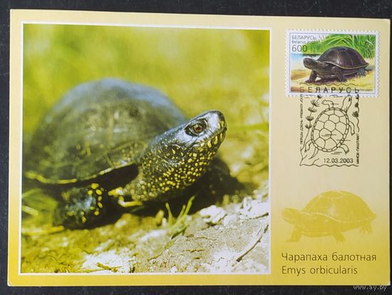 Беларусь 2003 КМ черепаха .