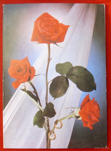 Поздравляю! Чистая. Двойная. 1990 года. Фото Киндровой. 1205.