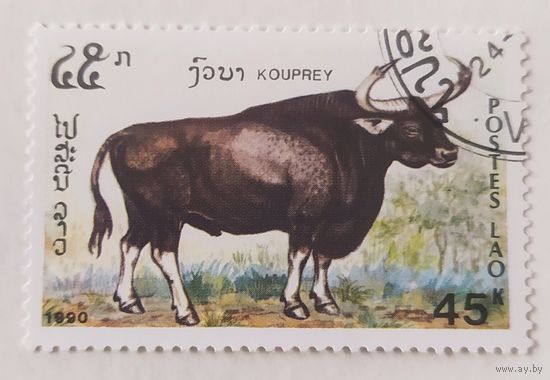 Лаос 1990, Буйвол