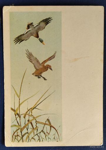 Трофимов В. Дикие утки. 1954 г. Чистая