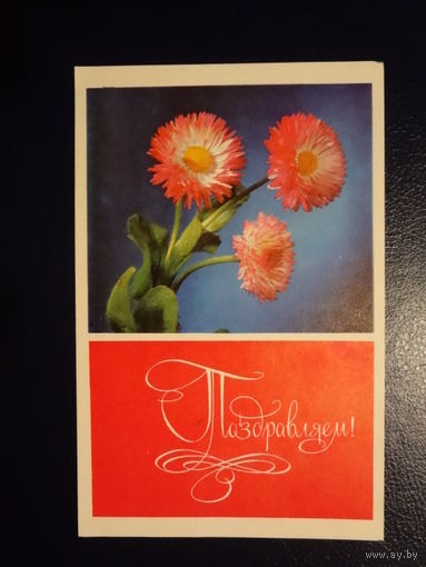 Поздравляем! Астры. 1969 г. подписанная.