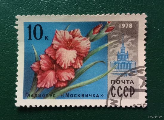 Марка СССР 1978 Гладиолус "Москвичка"