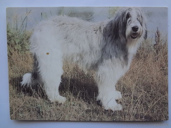 Календарик 1993 г.  Южно-русская овчарка. (80).