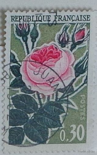 Старая роза. Франция . Дата выпуска:1962-09-10