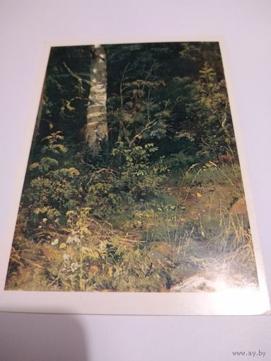 Открытка 1984г. И. И. Шишкин. Береза и рябинки.