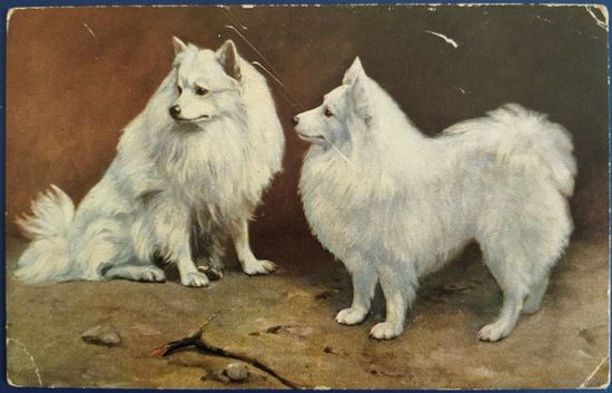 Шпицы. Германия. Латвийская почта. 1920-е гг.