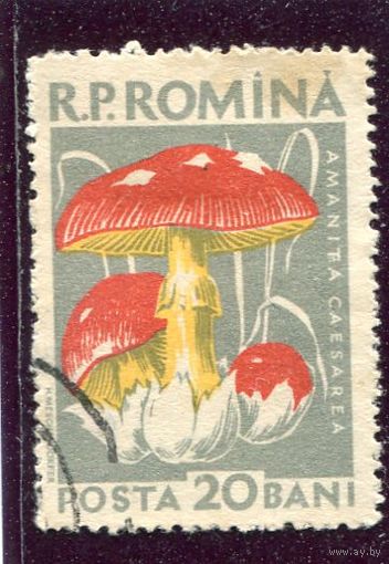 Румыния. Грибы.