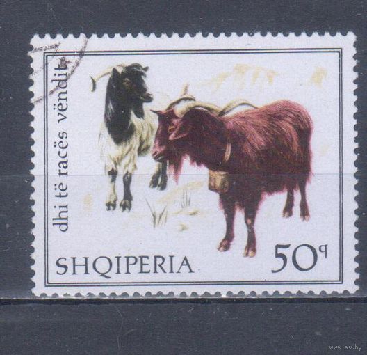[750] Албания 1968. Фауна.Домашние животные.Коза.50 к. Гашеная марка.