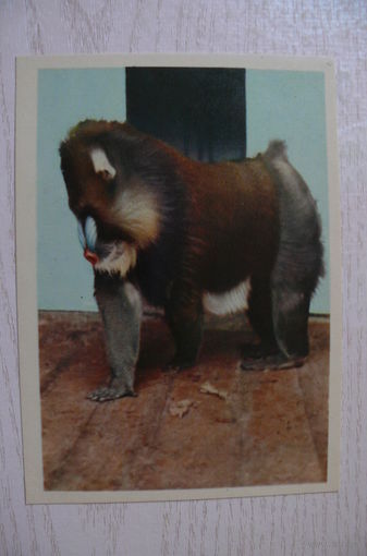 Мандрил; 1963, чистая.