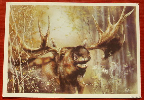 Лось. Чистая. 1989 года. Исаков. 265.