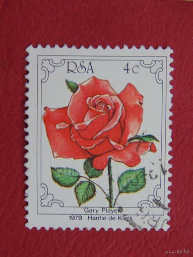 ЮАР 1979 г. Розы.