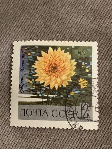 СССР 1969. Георгин Листопад. Марка из серии