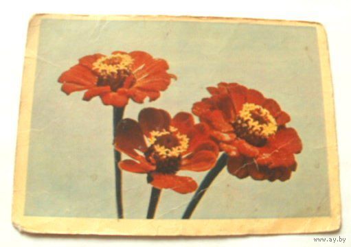 Открытка 1965 (51)