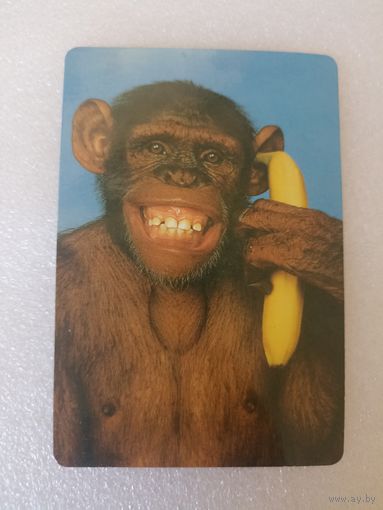 Животные, Обезьяны, 1998 год. Карманные календарики, Календарик, Календарь