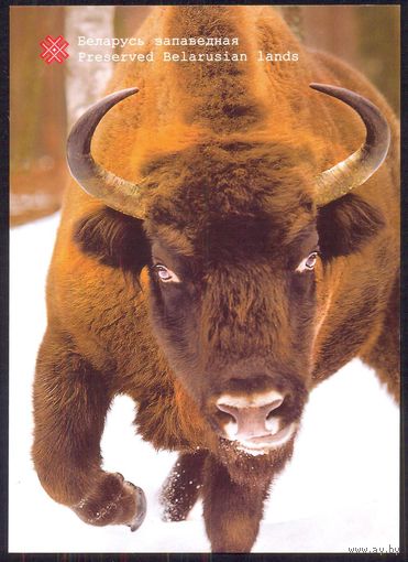 Беларусь Налибокская пуща Зубр